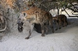 Seba - Hyena Moving Apartments Seba - Hyena Moving Apartments